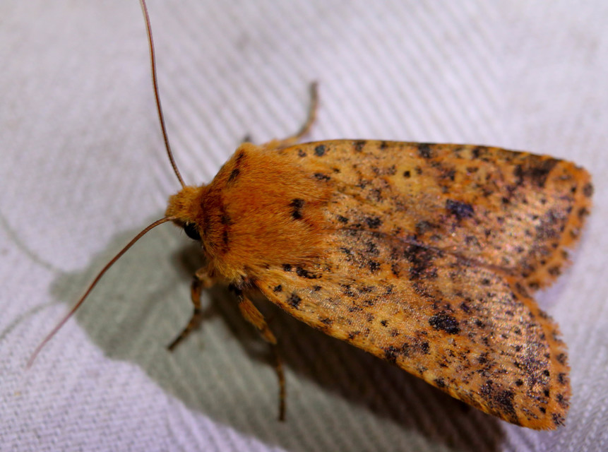 Conistra rubiginea - vörös őszibagoly