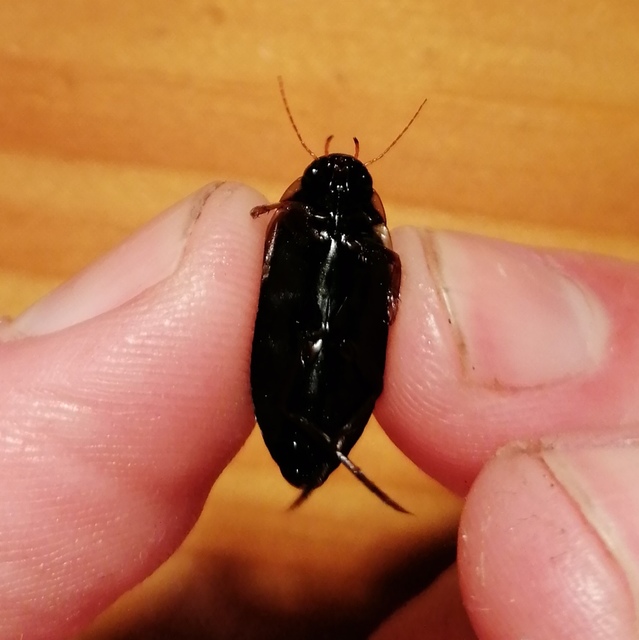 Colymbetes fuscus - gyakori recéscsíkbogár