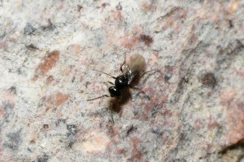 Platygastridae - gubacslegyész törpefürkészek