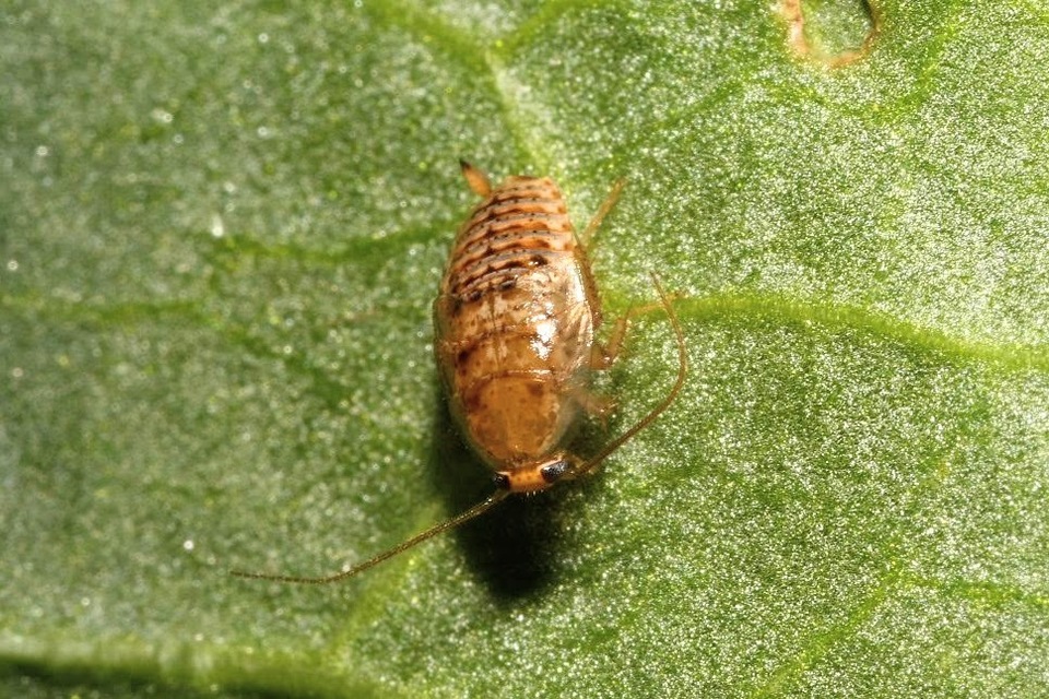 Ectobius