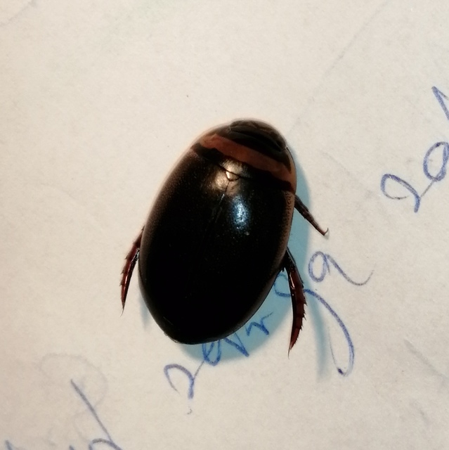 Graphoderus cinereus - gyakori tavicsíkbogár