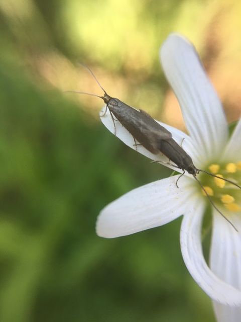 Scythrididae - zöldmolyfélék