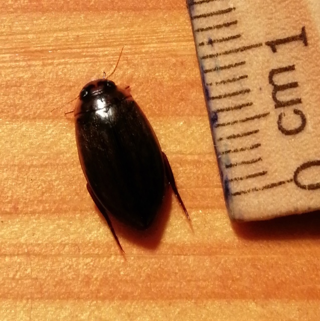Rhantus suturalis - gyakori particsíkbogár