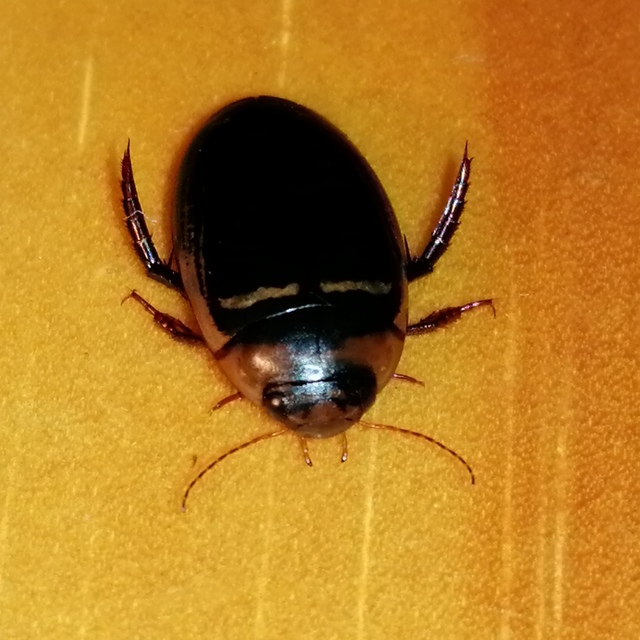 Hydaticus transversalis - harántsávos mocsáricsíkbogár