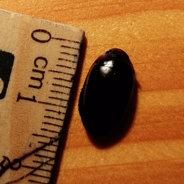 Hydaticus seminiger - fekete mocsáricsíkbogár