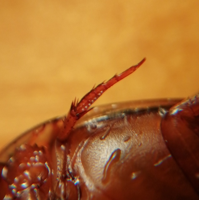 Graphoderus cinereus - gyakori tavicsíkbogár