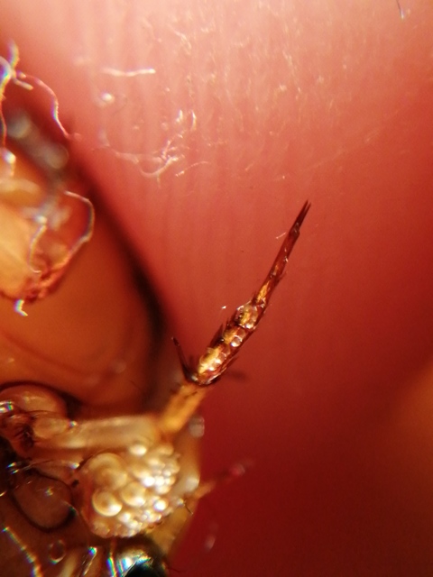Graphoderus cinereus - gyakori tavicsíkbogár
