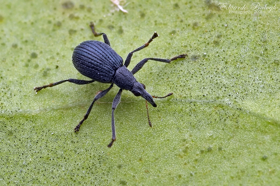 Oxystoma pomonae - lomblakó cickányormányos