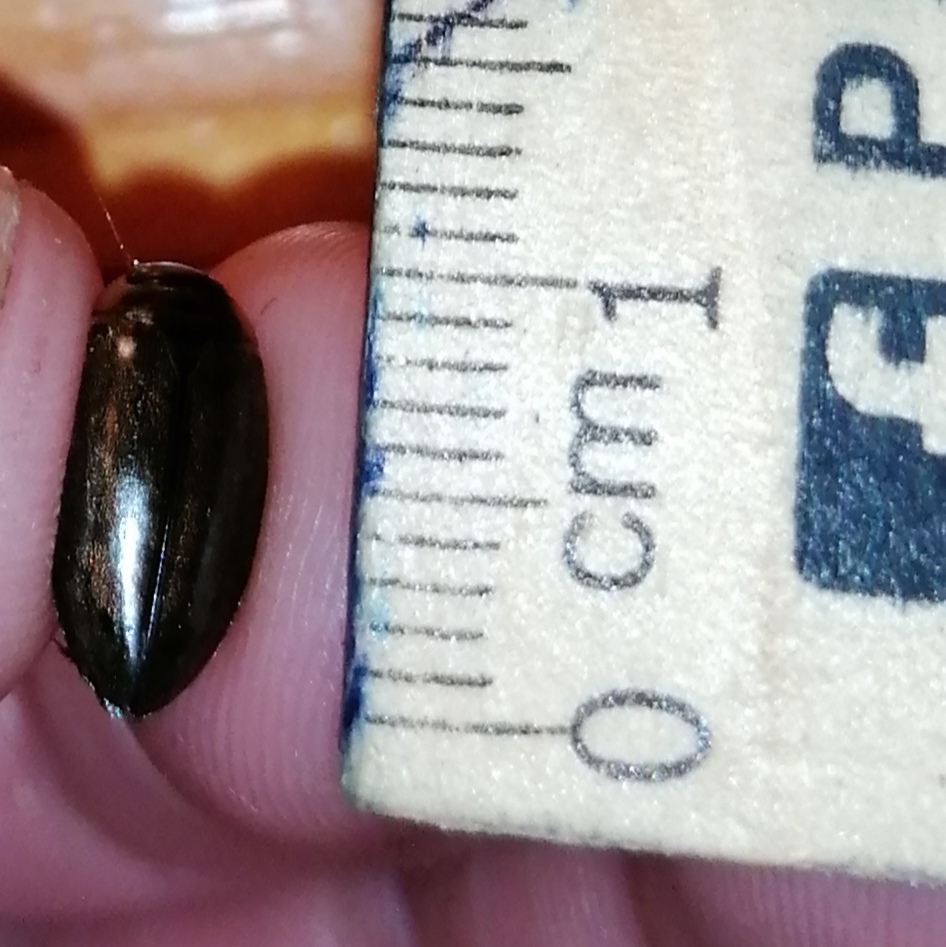 Rhantus suturalis - gyakori particsíkbogár