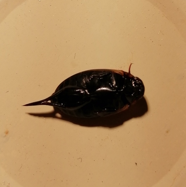 Colymbetes fuscus - gyakori recéscsíkbogár