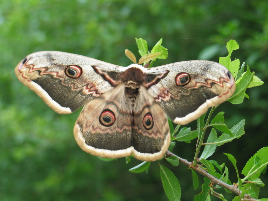 Saturnia pyri - nagy pávaszem