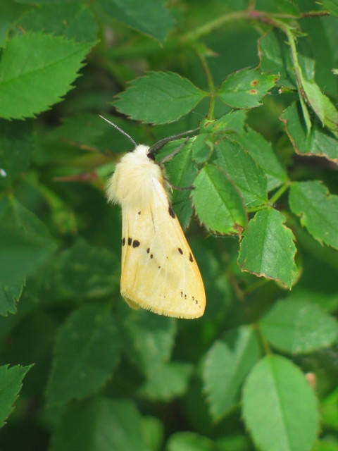 Spilarctia lutea - sárgás medvelepke