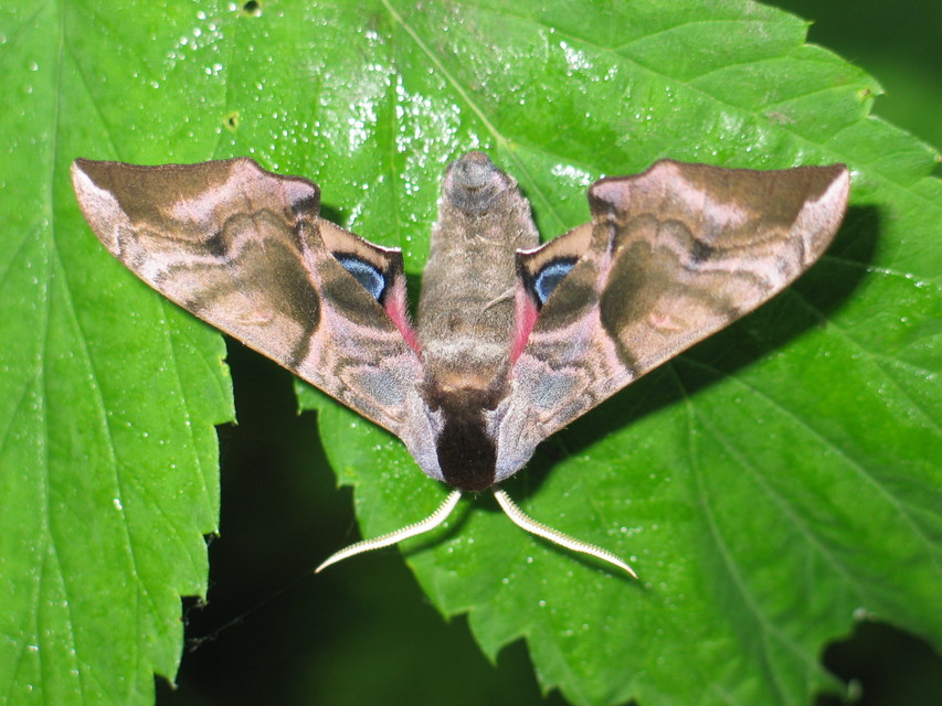 Smerinthus ocellatus - esti pávaszem