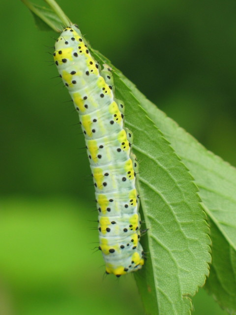 Diloba caeruleocephala - őszi kékesbagoly