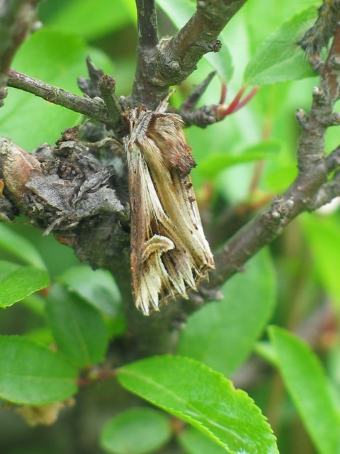Actinotia polyodon - nagy sugarasbagoly
