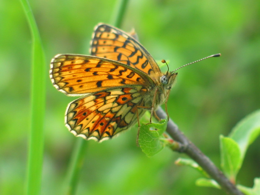 Boloria selene - fakó gyöngyházlepke