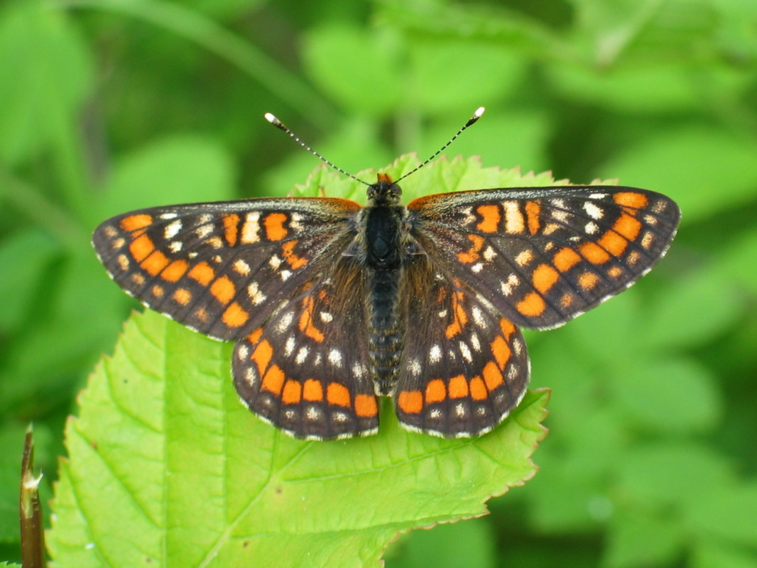 Euphydryas maturna - díszes tarkalepke