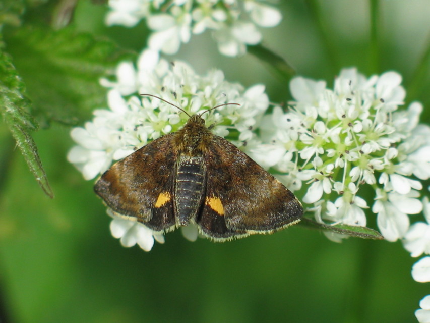 Panemeria tenebrata - apró sárgabagoly
