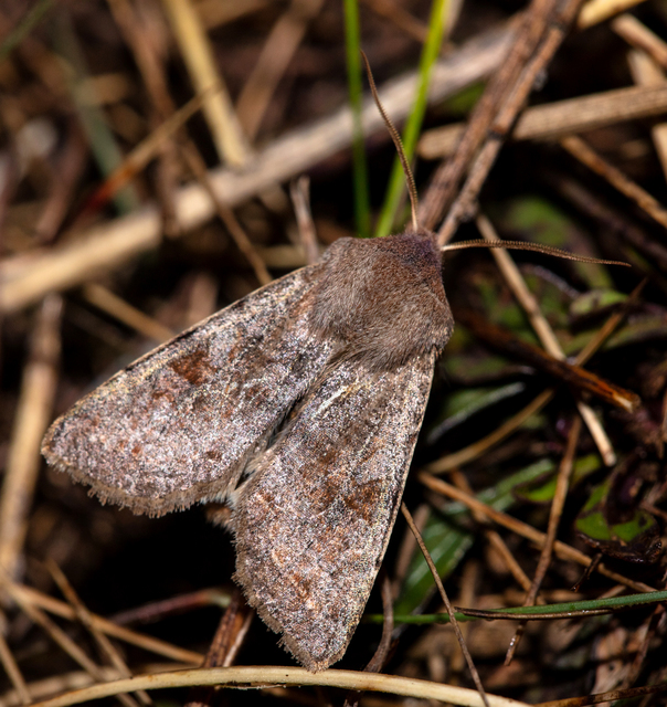 Orthosia incerta - változékony barkabagoly