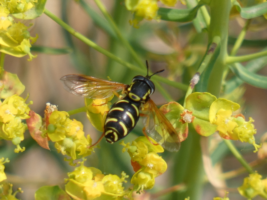 Chrysotoxum