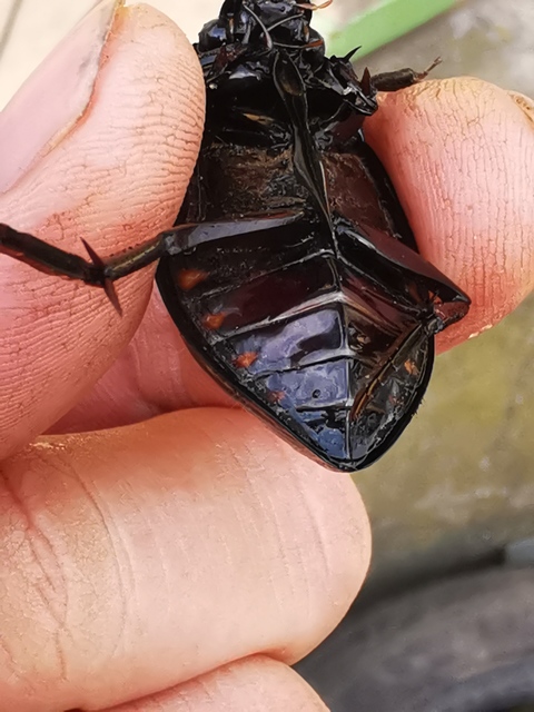 Hydrophilus piceus - közönséges óriáscsibor
