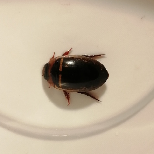 Hydaticus transversalis - harántsávos mocsáricsíkbogár