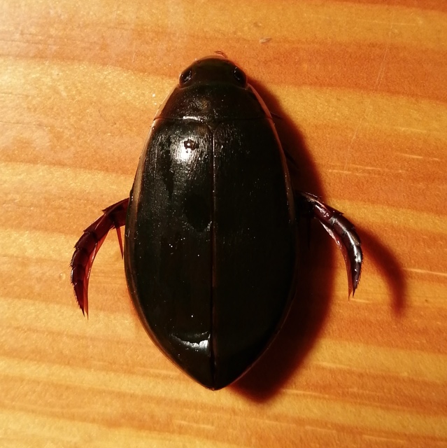 Cybister lateralimarginalis - nagy búvárbogár
