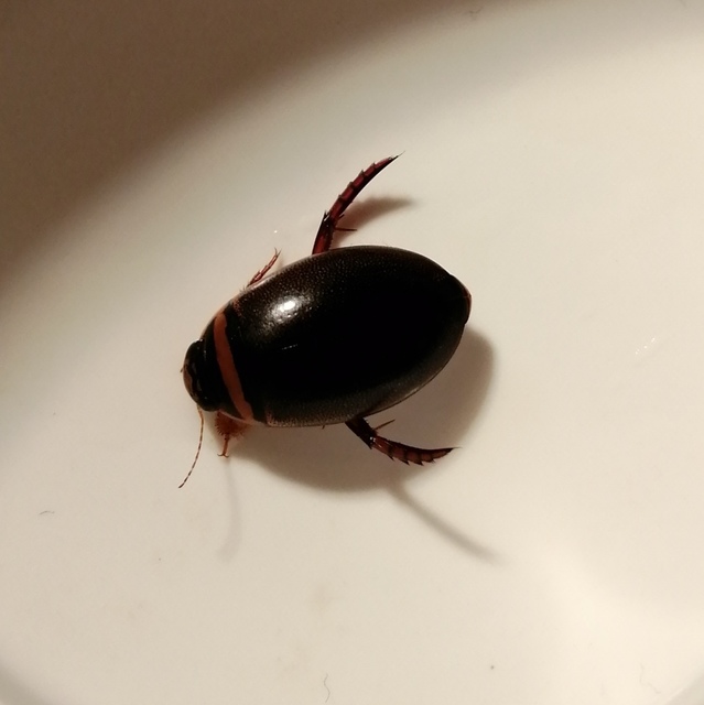 Graphoderus cinereus - gyakori tavicsíkbogár