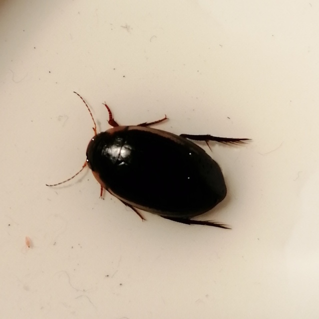 Hydaticus seminiger - fekete mocsáricsíkbogár