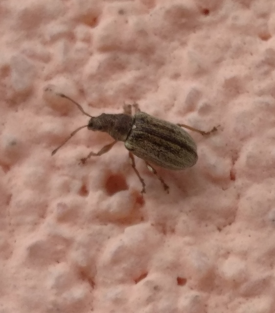 Phyllobius pyri - gyümölcsfa-levélormányos