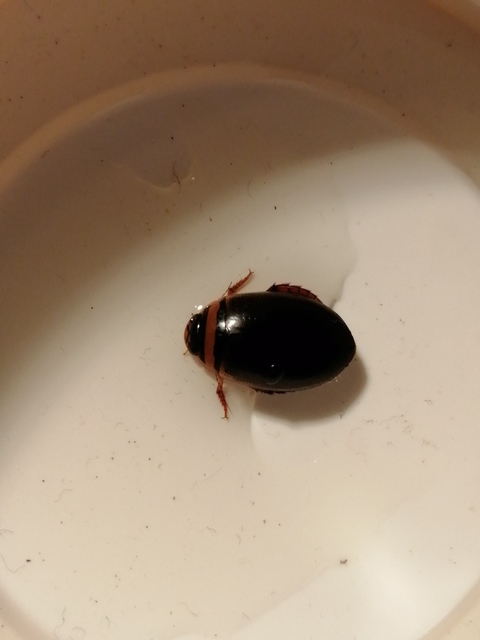 Graphoderus cinereus - gyakori tavicsíkbogár