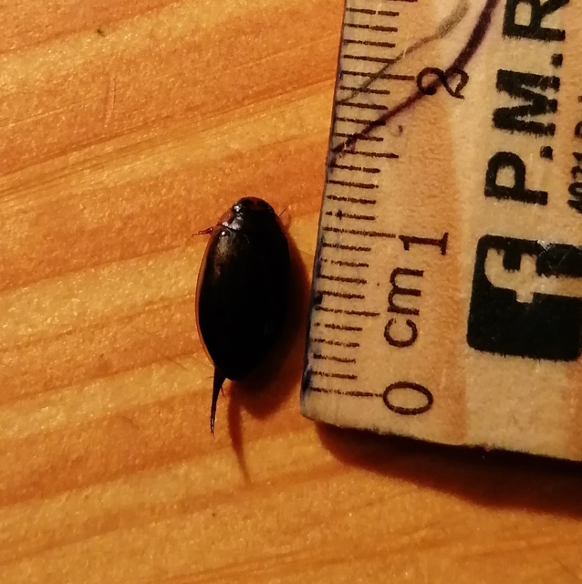Hydaticus seminiger - fekete mocsáricsíkbogár