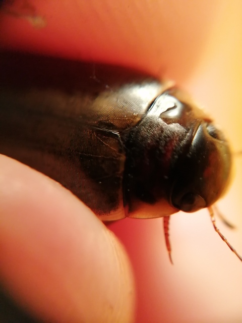 Colymbetes fuscus - gyakori recéscsíkbogár