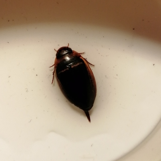 Hydaticus transversalis - harántsávos mocsáricsíkbogár