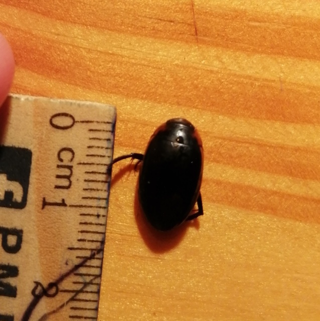 Hydaticus seminiger - fekete mocsáricsíkbogár