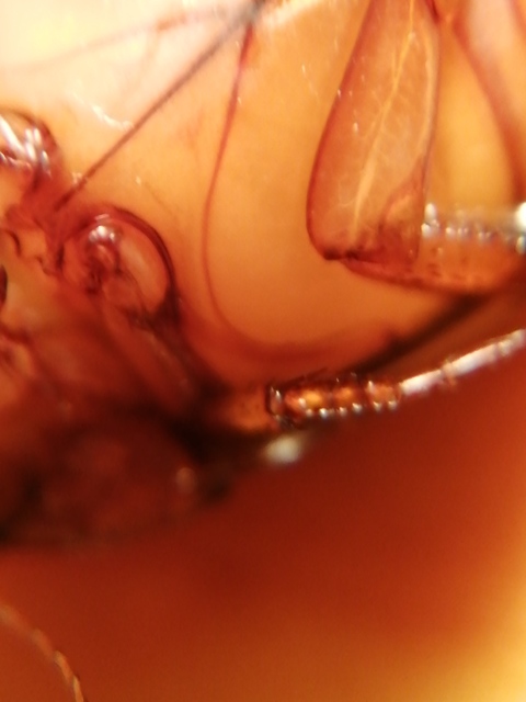 Graphoderus cinereus - gyakori tavicsíkbogár