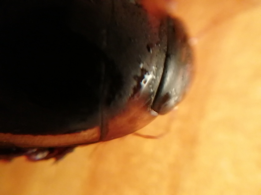 Hydaticus seminiger - fekete mocsáricsíkbogár