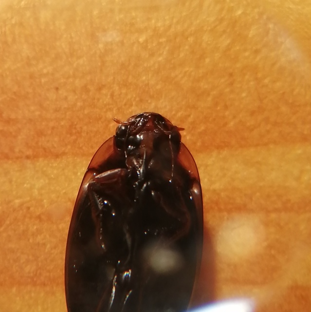 Hydaticus seminiger - fekete mocsáricsíkbogár