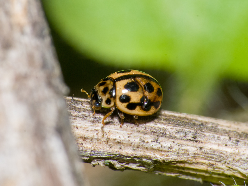 Tytthaspis sedecimpunctata - tizenhatpettyes katica