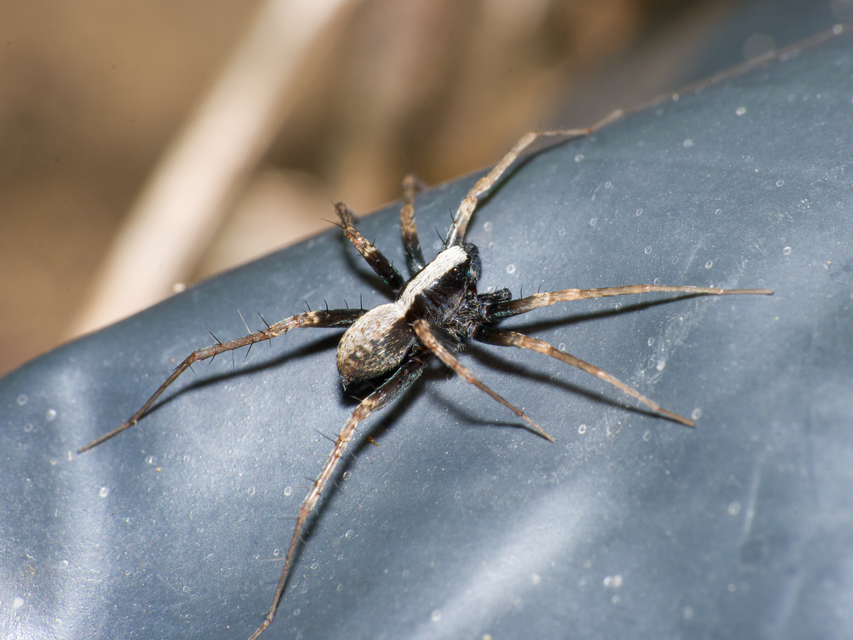 Pardosa alacris/lugubris
