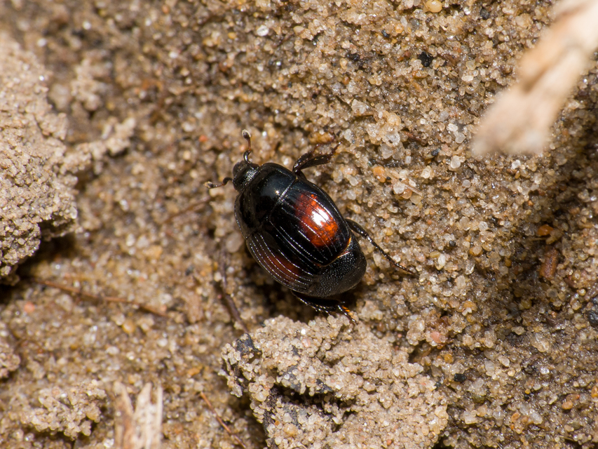 Margarinotus purpurascens - vöröslő sutabogár