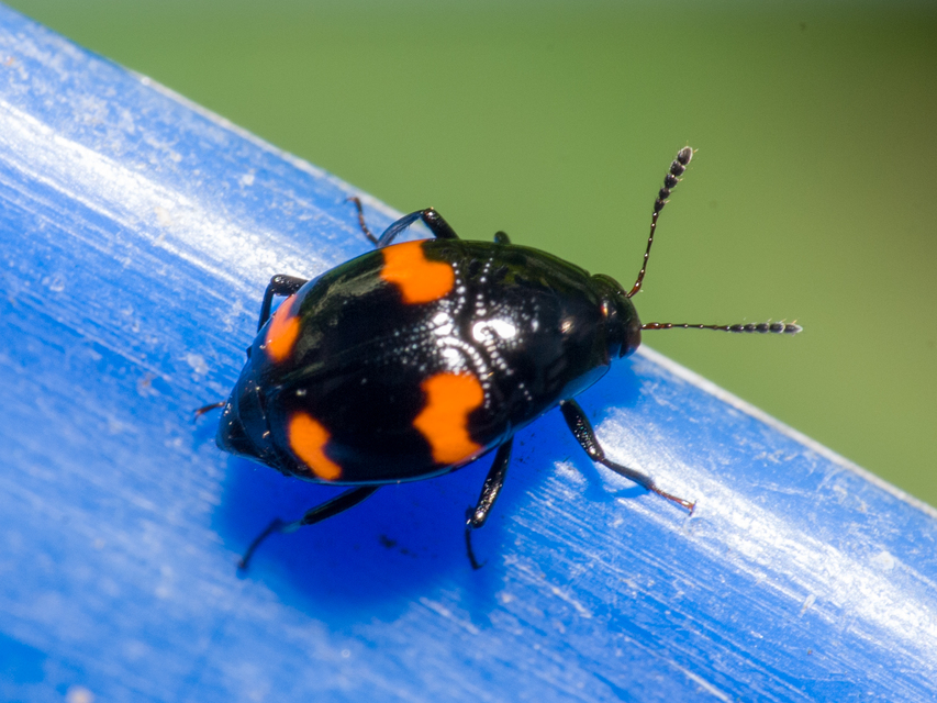 Scaphidium quadrimaculatum - négyfoltos sajkabogár