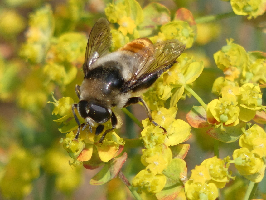 Merodon