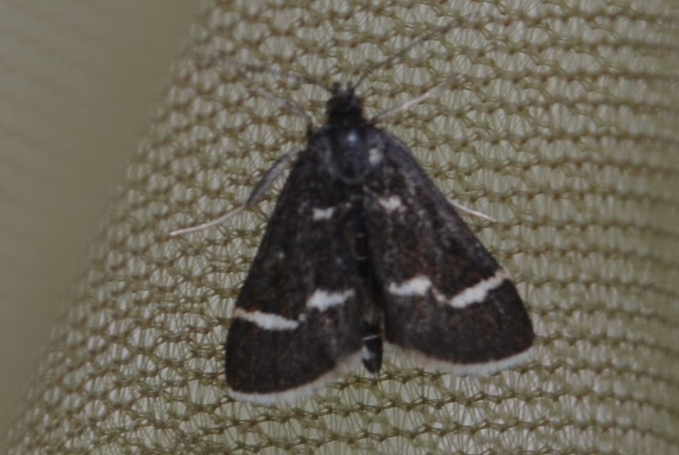 Pyrausta nigrata - fehérpettyes kormosmoly