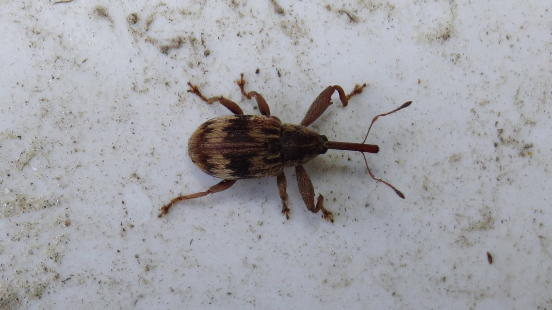 Anthonomus rectirostris - meggymaglikasztó