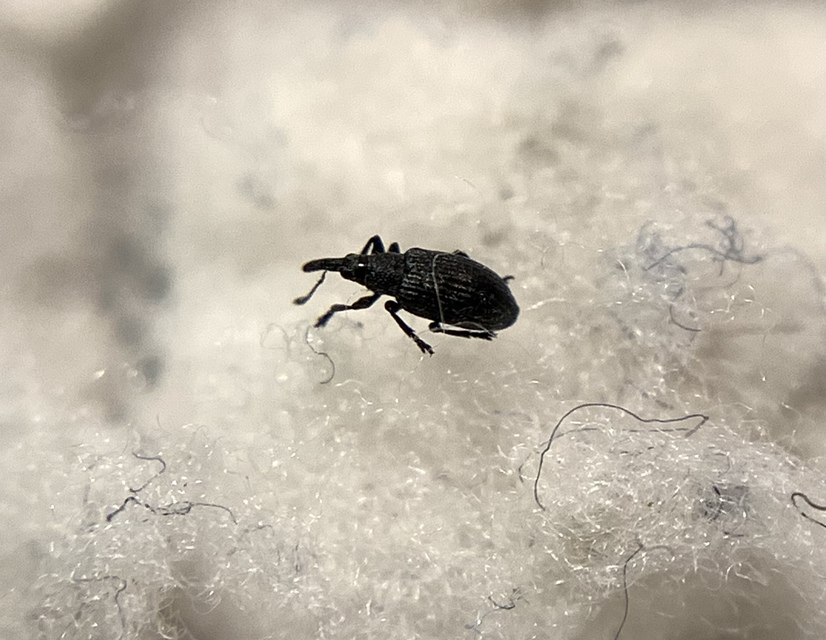 Catapion seniculus - lóhereszár-cickányormányos Catapion seniculus - lóhereszár-cickányormányos