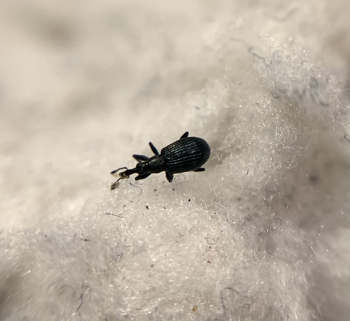 Ischnopterapion virens - lóheregyökér-cickányormányos