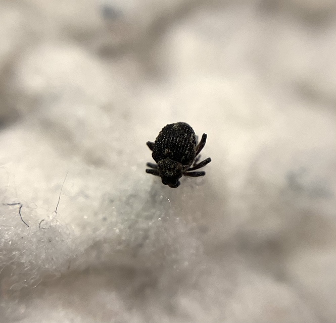 Neophytobius muricatus - tüskéshátú keserűfű-ormányos