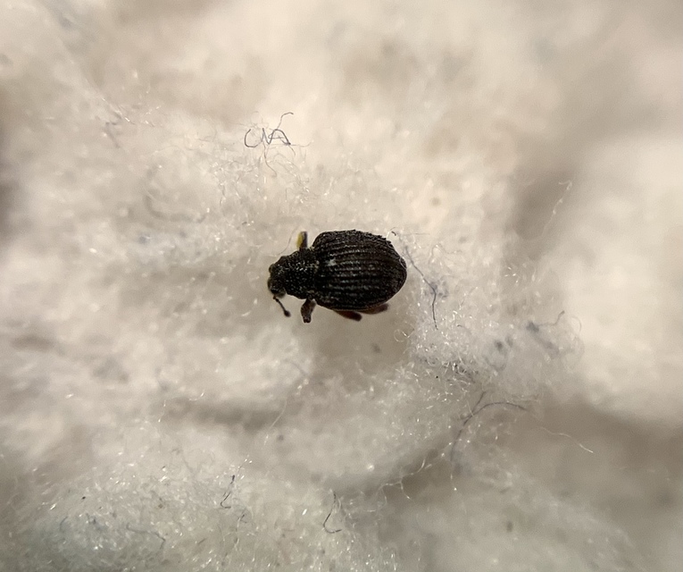 Neophytobius quadrinodosus - vidrakeserűfű-ormányos