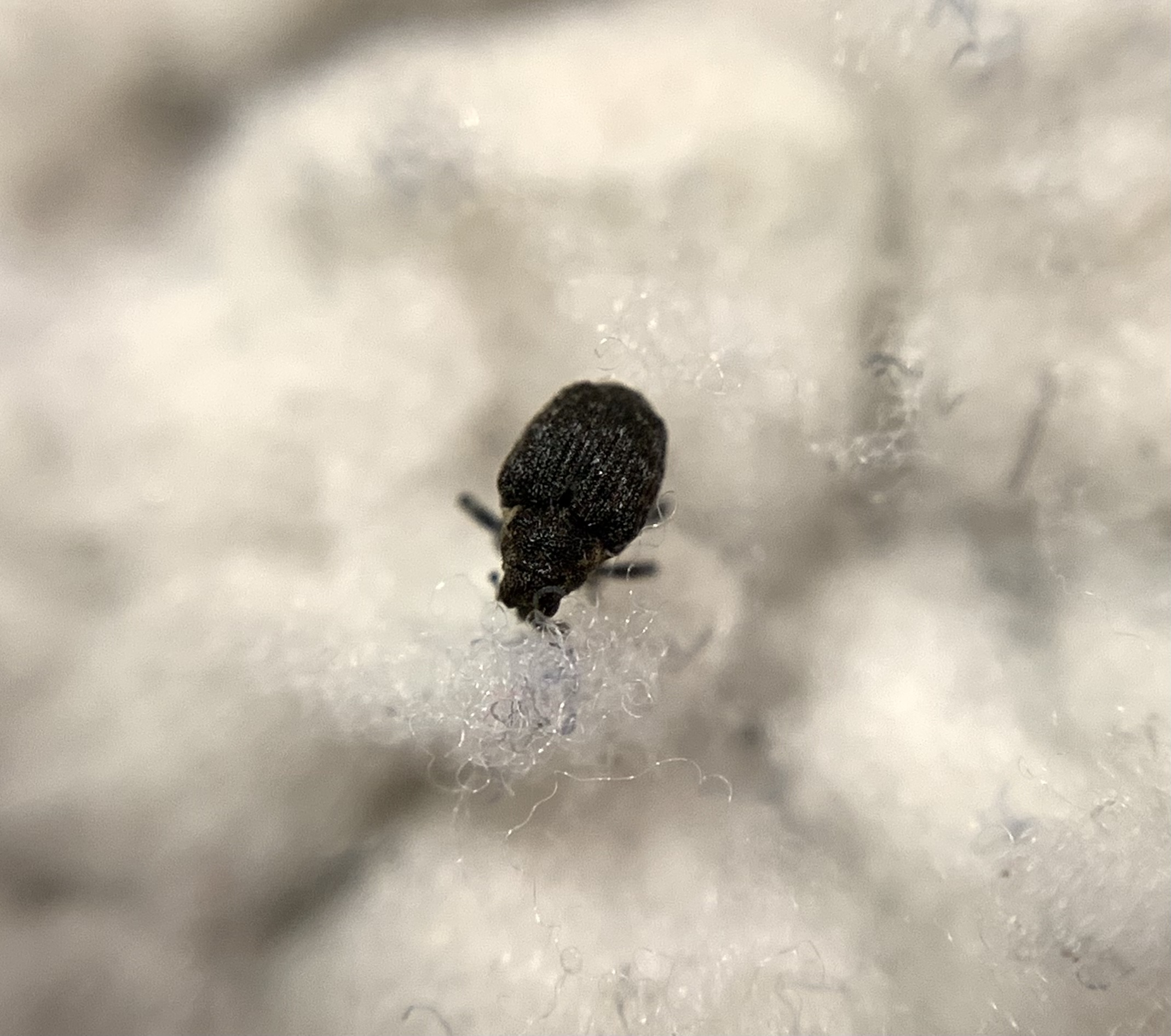 Pelenomus quadrituberculatus - kis keserűfű-ormányos